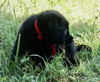 Red Collar, a male German Shepherd Dog for sale in Nathalie, VA – 1 of 2