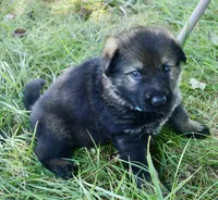 Blue Collar, a male German Shepherd Dog for sale in Nathalie, VA – 2 of 4