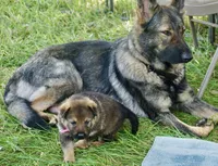Light Pink Collar, a female German Shepherd Dog for sale in Nathalie, VA – 2 of 3