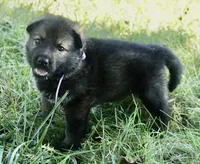 Violet Collar, a female German Shepherd Dog for sale in Nathalie, VA – 2 of 5