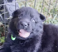 Lime Collar, a female German Shepherd Dog for sale in Nathalie, VA – 5 of 6
