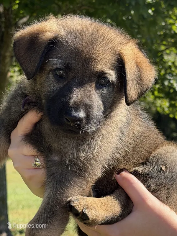 Purple Collar  – German Shepherd Dog puppy for sale in Nathalie, VA