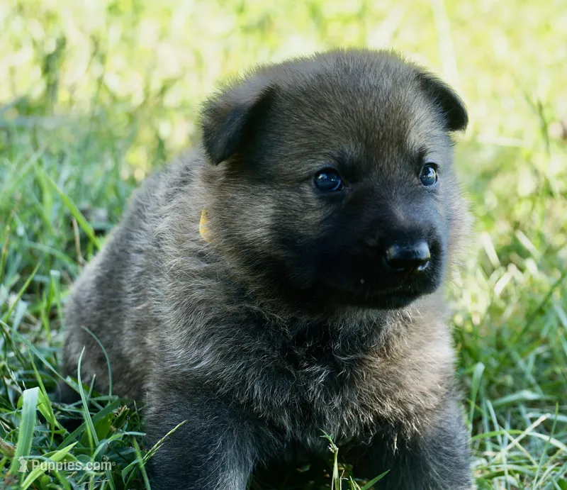 Yellow Collar – German Shepherd Dog puppy for sale in Nathalie, VA