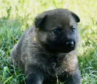 Yellow Collar, a male German Shepherd Dog for sale in Nathalie, VA – 1 of 4