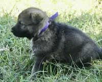 Violet Collar, a female German Shepherd Dog for sale in Nathalie, VA – 5 of 5