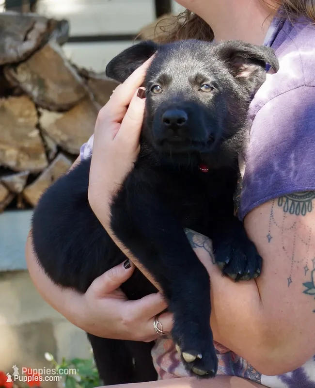Red Collar – German Shepherd Dog puppy for sale in Nathalie, VA