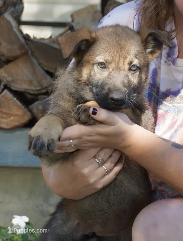 Purple Collar  – German Shepherd Dog puppy for sale in Nathalie, VA
