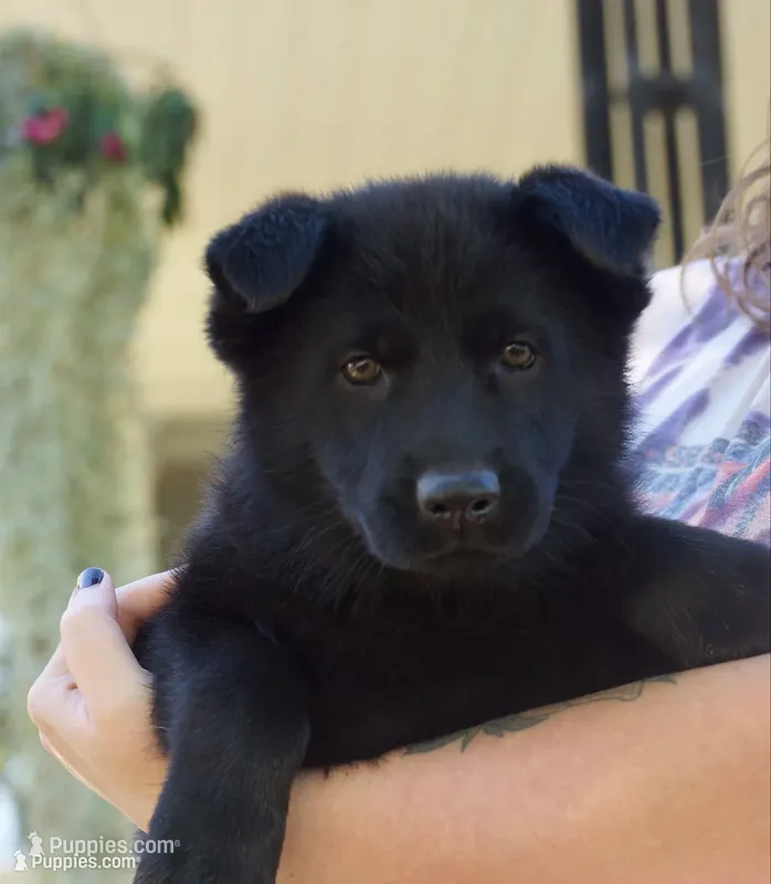 Teal Collar – German Shepherd Dog puppy for sale in Nathalie, VA