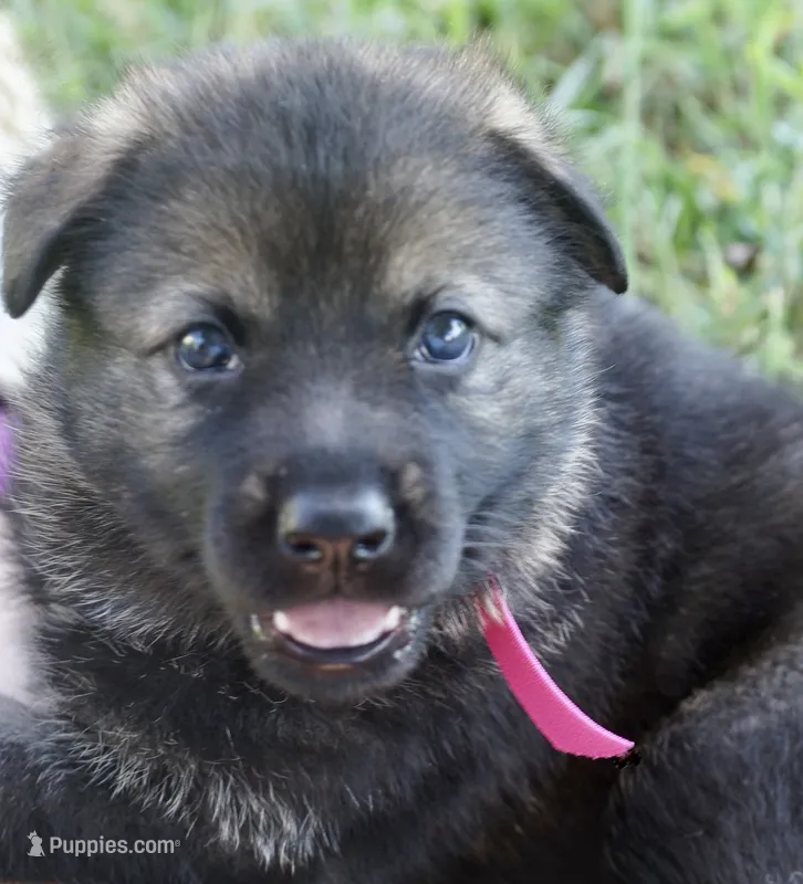 Hot Pink Collar – German Shepherd Dog puppy for sale in Nathalie, VA