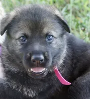 Hot Pink Collar, a female German Shepherd Dog for sale in Nathalie, VA – 1 of 4