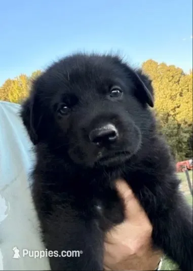 Lime Collar – German Shepherd Dog puppy for sale in Nathalie, VA