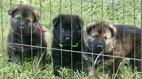 Light Pink Collar, a female German Shepherd Dog for sale in Nathalie, VA – 3 of 3