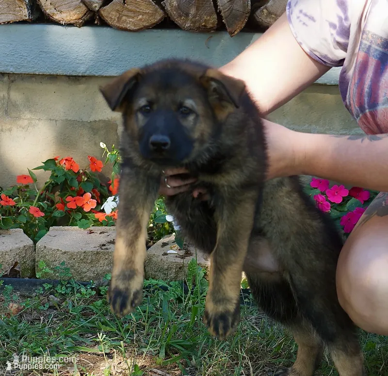 Violet Collar – German Shepherd Dog puppy for sale in Nathalie, VA