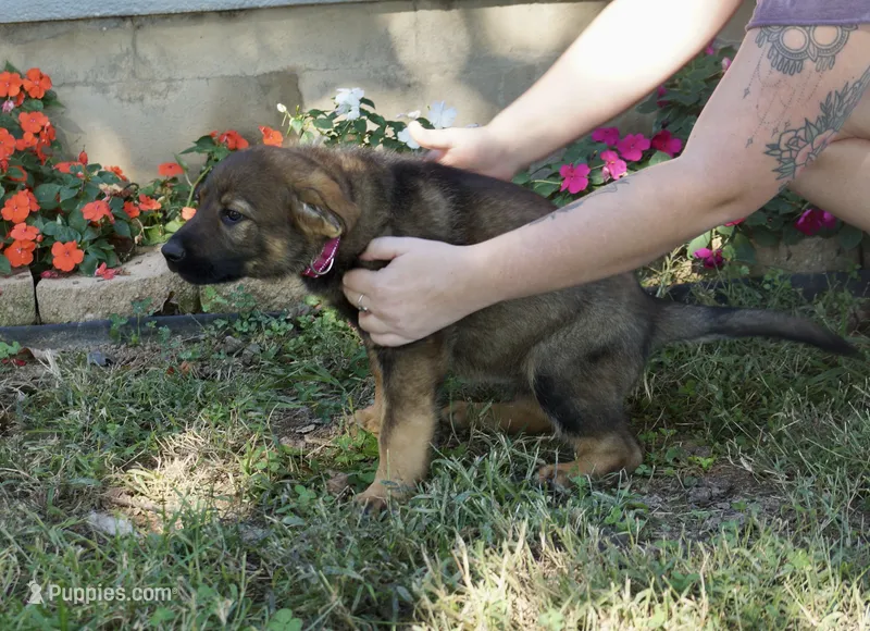 Light Pink Collar – German Shepherd Dog puppy for sale in Nathalie, VA