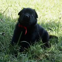 Red Collar, a male German Shepherd Dog for sale in Nathalie, VA – 2 of 2