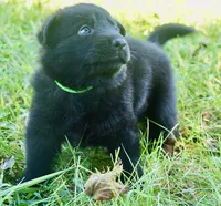 Lime Collar, a female German Shepherd Dog for sale in Nathalie, VA – 2 of 6