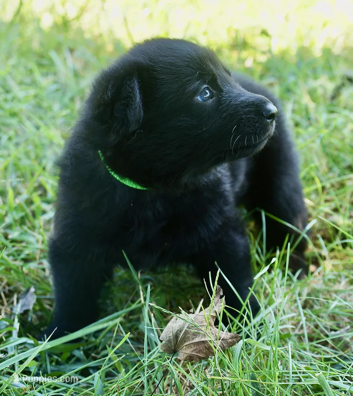 Lime Collar – German Shepherd Dog puppy for sale in Nathalie, VA