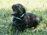 Blue Collar, a male German Shepherd Dog for sale in Nathalie, VA – 4 of 4