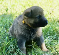 Yellow Collar, a male German Shepherd Dog for sale in Nathalie, VA – 4 of 4