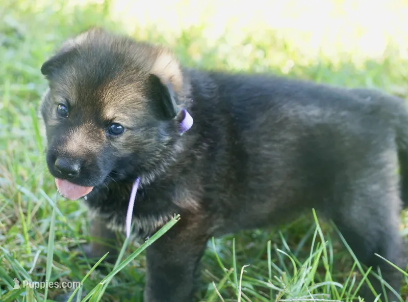 Violet Collar – German Shepherd Dog puppy for sale in Nathalie, VA