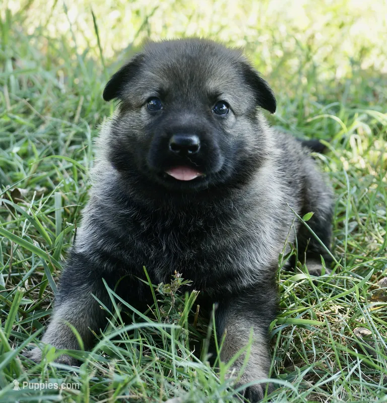 Purple Collar  – German Shepherd Dog puppy for sale in Nathalie, VA