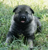 Purple Collar , a female German Shepherd Dog for sale in Nathalie, VA – 1 of 4