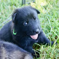 Lime Collar, a female German Shepherd Dog for sale in Nathalie, VA – 6 of 6