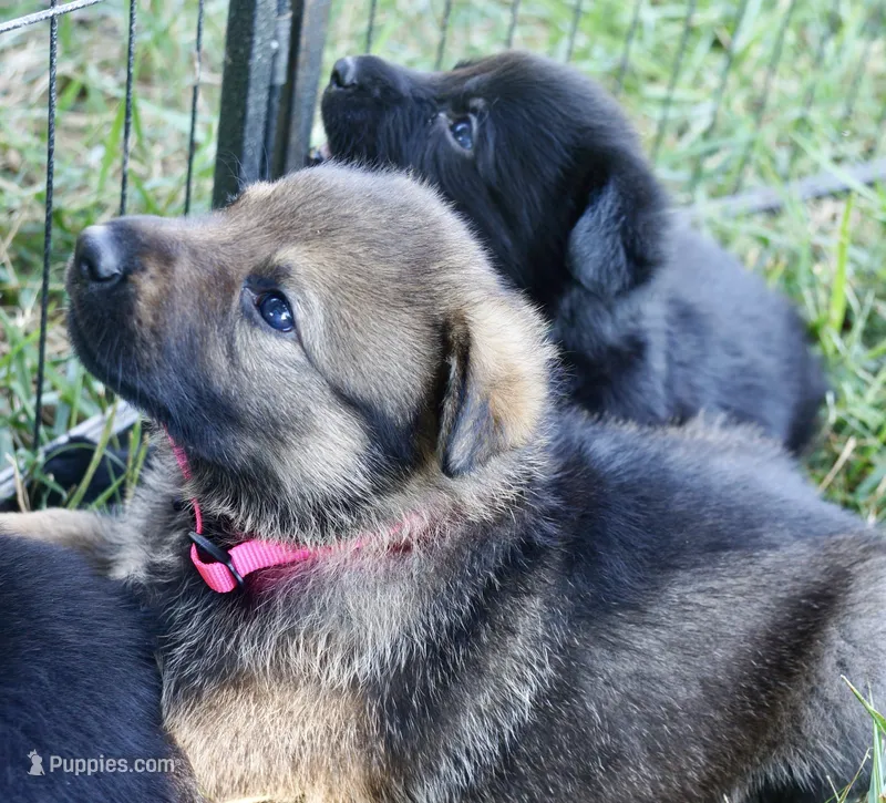 Light Pink Collar – German Shepherd Dog puppy for sale in Nathalie, VA