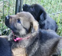 Light Pink Collar, a female German Shepherd Dog for sale in Nathalie, VA – 1 of 3