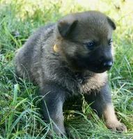 Yellow Collar, a male German Shepherd Dog for sale in Nathalie, VA – 2 of 4