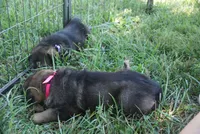 Hot Pink Collar, a female German Shepherd Dog for sale in Nathalie, VA – 3 of 4
