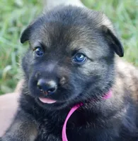 Hot Pink Collar, a female German Shepherd Dog for sale in Nathalie, VA – 2 of 4