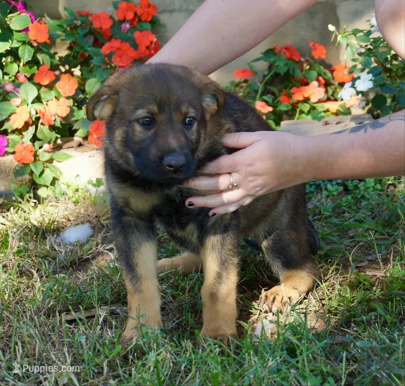 Hot Pink Collar – German Shepherd Dog puppy for sale in Nathalie, VA