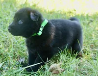 Lime Collar, a female German Shepherd Dog for sale in Nathalie, VA – 3 of 6