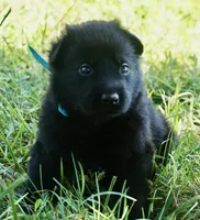 Teal Collar, a male German Shepherd Dog for sale in Nathalie, VA – 2 of 2