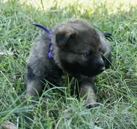 Purple Collar , a female German Shepherd Dog for sale in Nathalie, VA – 3 of 4