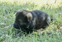 Blue Collar, a male German Shepherd Dog for sale in Nathalie, VA – 3 of 4