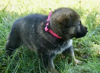Hot Pink Collar, a female German Shepherd Dog for sale in Nathalie, VA – 4 of 4