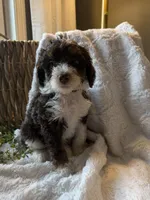 Casper, a male Miniature Bernedoodle for sale in New Holland, PA – 2 of 6