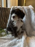 Casper, a male Miniature Bernedoodle for sale in New Holland, PA – 5 of 6
