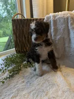Ella, a female Miniature Bernedoodle for sale in New Holland, PA – 4 of 7
