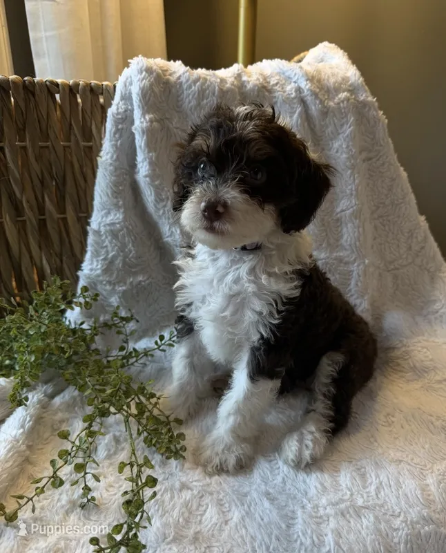 Ivy – Miniature Bernedoodle puppy for sale in New Holland, PA
