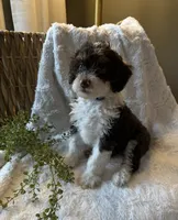Ivy, a female Miniature Bernedoodle for sale in New Holland, PA – 1 of 9