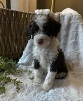 Stetson, a male Miniature Bernedoodle for sale in New Holland, PA – 7 of 9