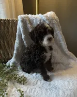 Willow, a female Miniature Bernedoodle for sale in New Holland, PA – 6 of 8
