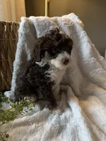 Casper, a male Miniature Bernedoodle for sale in New Holland, PA – 6 of 6