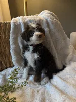 Ella, a female Miniature Bernedoodle for sale in New Holland, PA – 3 of 7