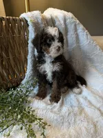 Hazel, a female Miniature Bernedoodle for sale in New Holland, PA – 4 of 9