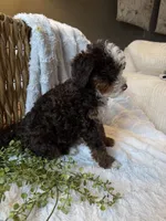 Hazel, a female Miniature Bernedoodle for sale in New Holland, PA – 7 of 9