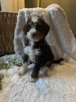 Ella, a female Miniature Bernedoodle for sale in New Holland, PA – 7 of 7
